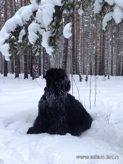 Adam Racy Style BERENIS